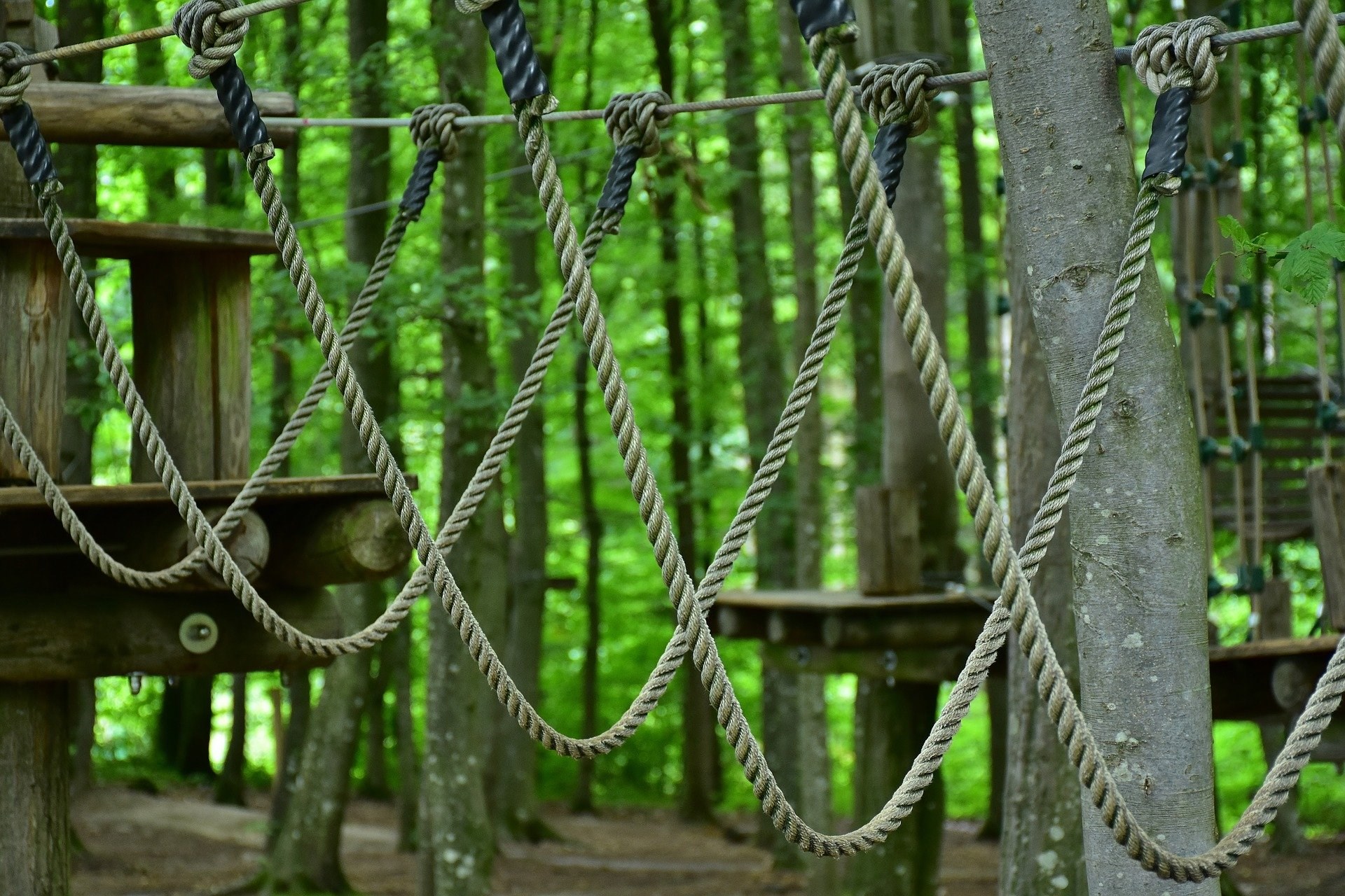 Venture into the heart of the Talloires Forest!